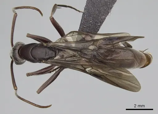 Platythyrea gracillima specimen CASENT0009940 image casent0009940_1
