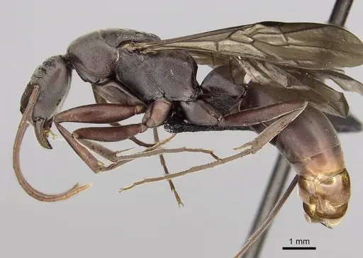 Platythyrea gracillima specimen CASENT0009940 image casent0009940_3