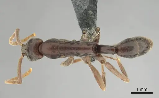 Platythyrea gracillima specimen CASENT0250051 image casent0250051_1