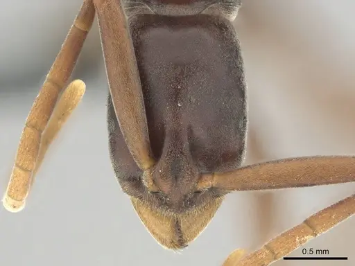 Platythyrea gracillima specimen CASENT0250051 image casent0250051_2