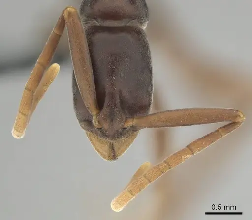 Platythyrea gracillima specimen CASENT0250051 image casent0250051_3