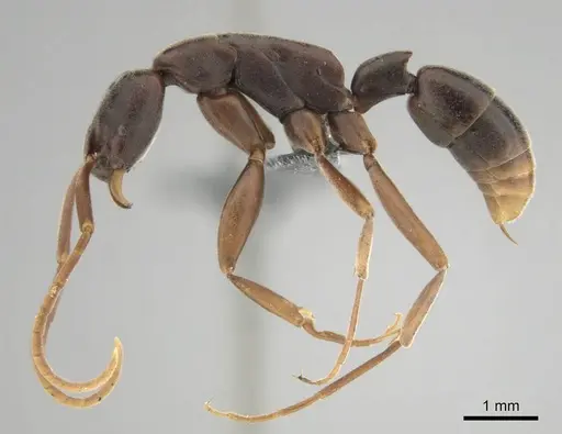 Platythyrea gracillima specimen CASENT0250051 image casent0250051_4