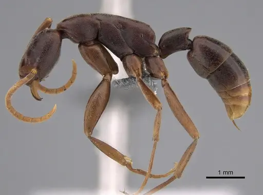 Platythyrea gracillima specimen CASENT0250051 image casent0250051_5
