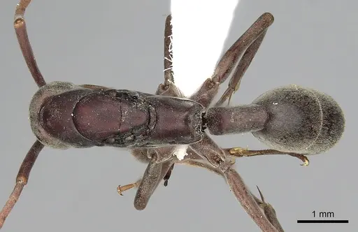 Platythyrea gracillima specimen CASENT0317018 image casent0317018_1