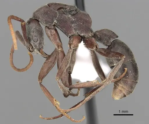 Platythyrea gracillima specimen CASENT0317018 image casent0317018_3