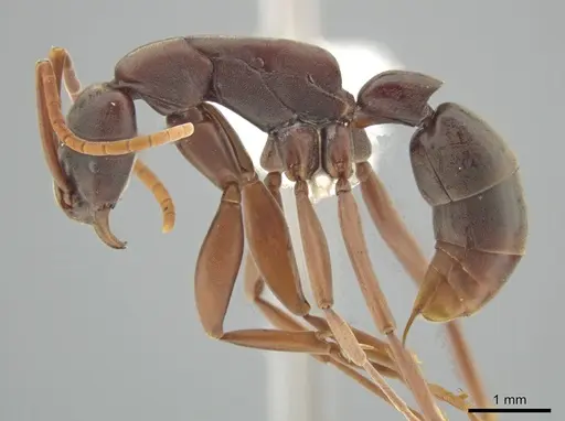 Platythyrea gracillima specimen CASENT0629506 image casent0629506_3