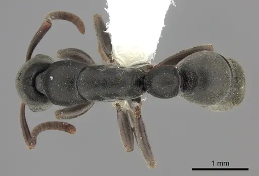 Platythyrea inermis specimen CASENT0260498 image casent0260498_1