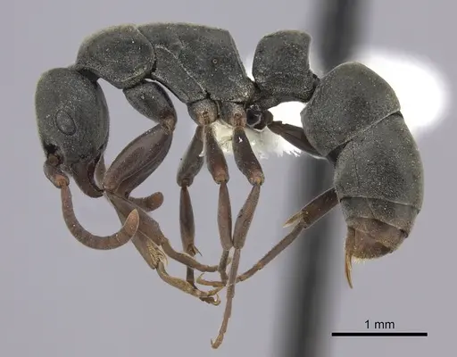 Platythyrea inermis specimen CASENT0260498 image casent0260498_3