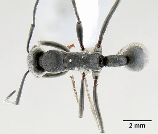 Platythyrea lamellosa specimen CASENT0106138 image casent0106138_1
