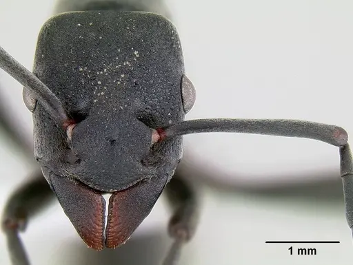 Platythyrea lamellosa specimen CASENT0106138 image casent0106138_2