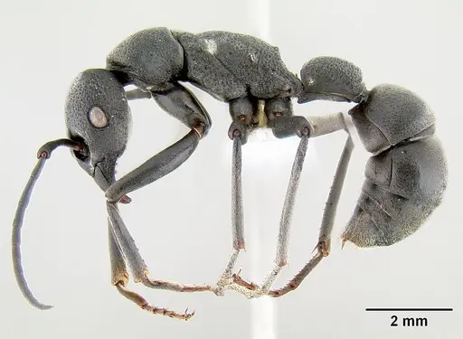 Platythyrea lamellosa specimen CASENT0106138 image casent0106138_3