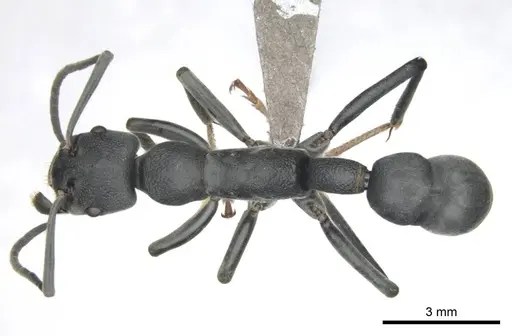 Platythyrea lamellosa specimen CASENT0252018 image casent0252018_1