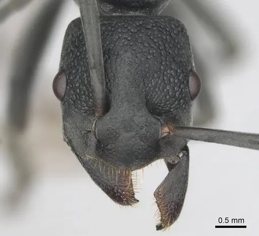 Platythyrea lamellosa specimen CASENT0252018 image casent0252018_2