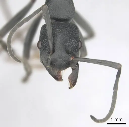 Platythyrea lamellosa specimen CASENT0252018 image casent0252018_3