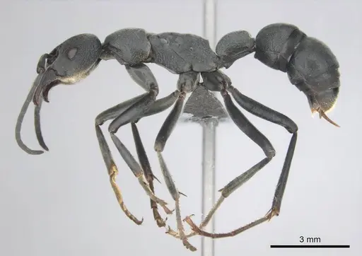 Platythyrea lamellosa specimen CASENT0252018 image casent0252018_4