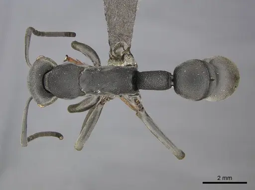 Platythyrea lamellosa specimen CASENT0252019 image casent0252019_1