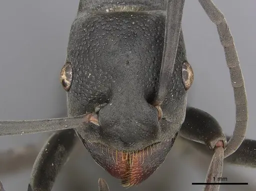 Platythyrea lamellosa specimen CASENT0252019 image casent0252019_2