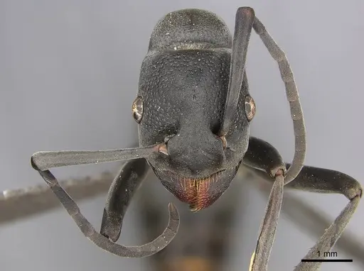 Platythyrea lamellosa specimen CASENT0252019 image casent0252019_3