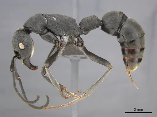 Platythyrea lamellosa specimen CASENT0252019 image casent0252019_4