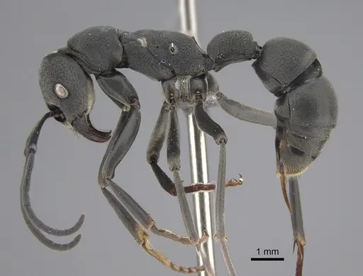 Platythyrea lamellosa specimen CASENT0256013 image casent0256013_1