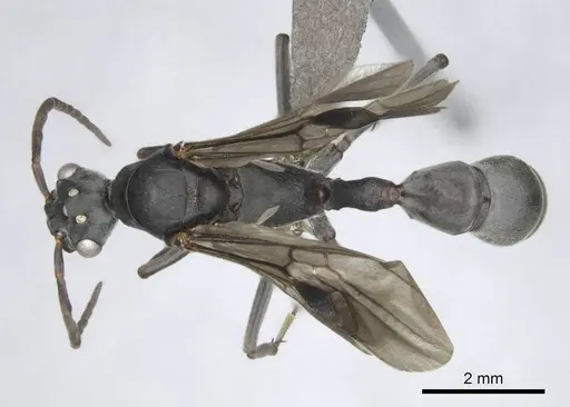 Platythyrea lamellosa specimen CASENT0257315 image casent0257315_1