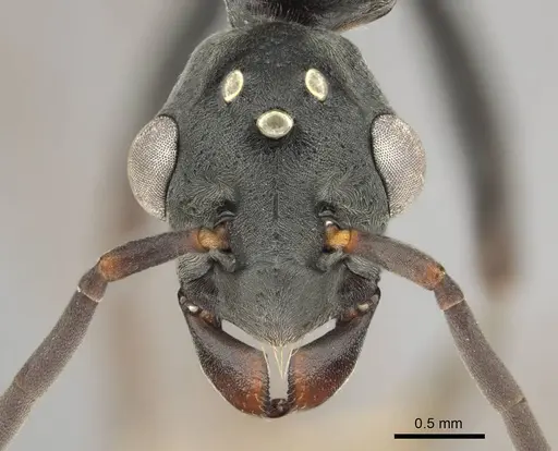 Platythyrea lamellosa specimen CASENT0257315 image casent0257315_3