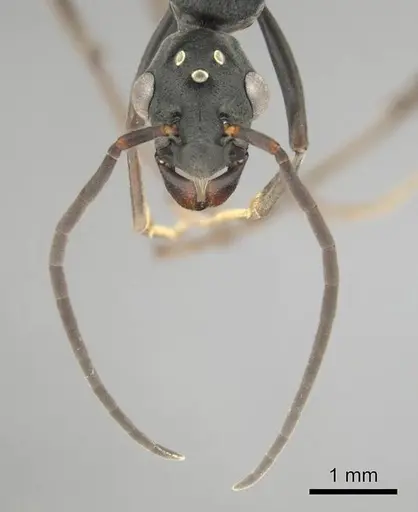 Platythyrea lamellosa specimen CASENT0257315 image casent0257315_4