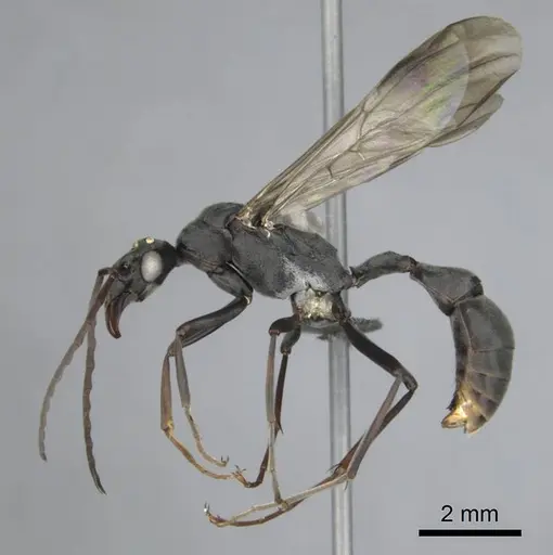 Platythyrea lamellosa specimen CASENT0257315 image casent0257315_5