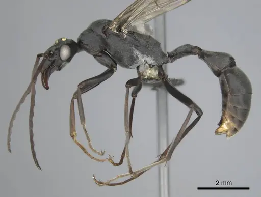 Platythyrea lamellosa specimen CASENT0257315 image casent0257315_6