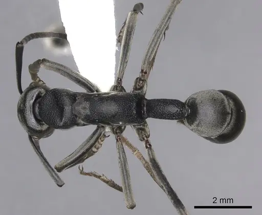 Platythyrea lamellosa specimen CASENT0260475 image casent0260475_1