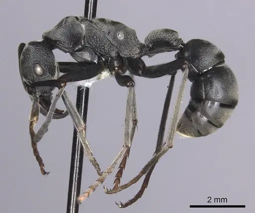 Platythyrea lamellosa specimen CASENT0260475 image casent0260475_3