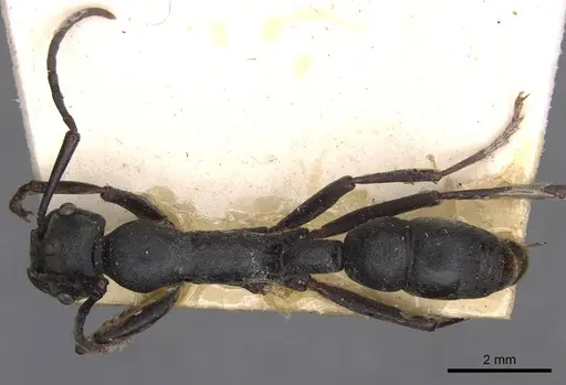 Platythyrea lamellosa specimen CASENT0907104 image casent0907104_1