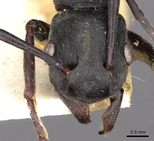Platythyrea lamellosa specimen CASENT0907104 image casent0907104_2