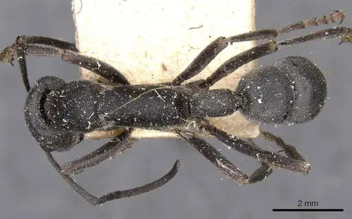 Platythyrea lamellosa specimen CASENT0907105 image casent0907105_1