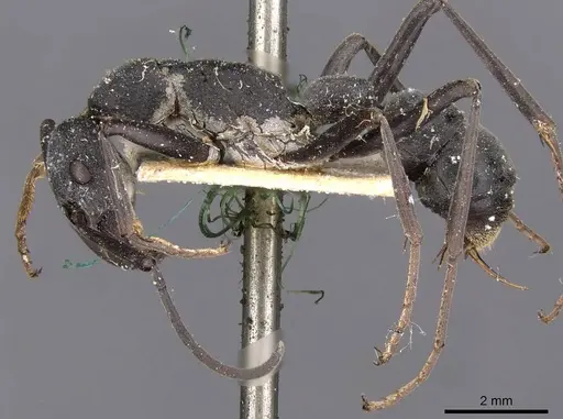 Platythyrea lamellosa specimen CASENT0907105 image casent0907105_3
