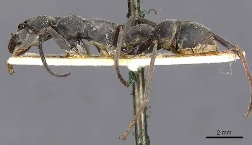 Platythyrea lamellosa specimen CASENT0907106 image casent0907106_3