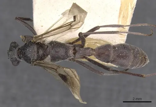 Platythyrea lamellosa specimen CASENT0907107 image casent0907107_1