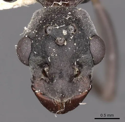 Platythyrea lamellosa specimen CASENT0907107 image casent0907107_2