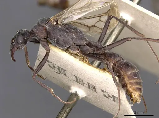Platythyrea lamellosa specimen CASENT0907107 image casent0907107_3