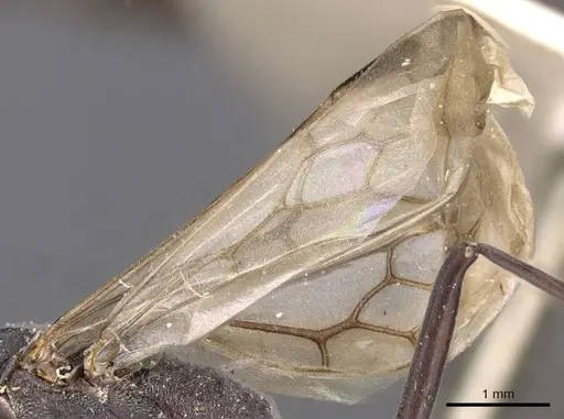 Platythyrea lamellosa specimen CASENT0907107 image casent0907107_4