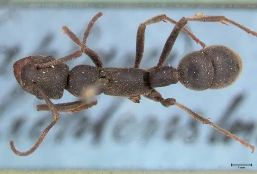 Platythyrea lamellosa specimen FOCOL0842 image focol0842_1