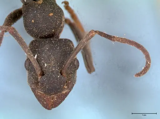 Platythyrea lamellosa specimen FOCOL0842 image focol0842_2
