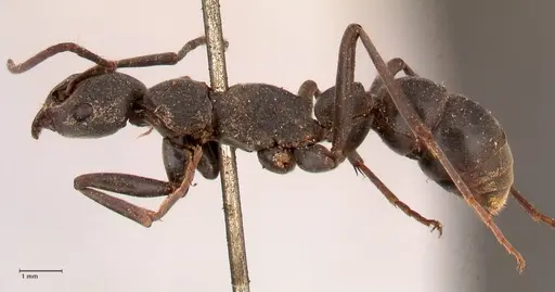 Platythyrea lamellosa specimen FOCOL0842 image focol0842_3