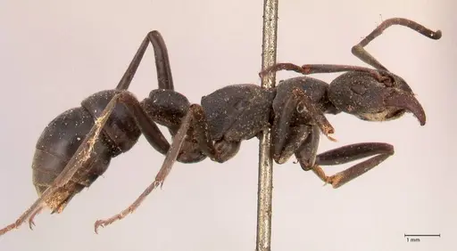 Platythyrea lamellosa specimen FOCOL0842 image focol0842_4