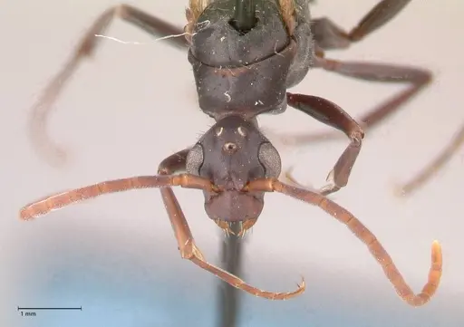 Platythyrea lamellosa specimen FOCOL0843 image focol0843_2