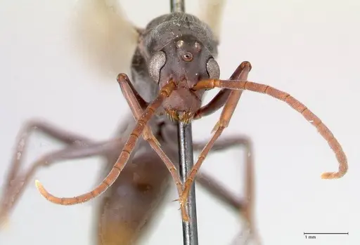 Platythyrea lamellosa specimen FOCOL0844 image focol0844_2