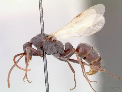 Platythyrea lamellosa specimen FOCOL0844 image focol0844_3