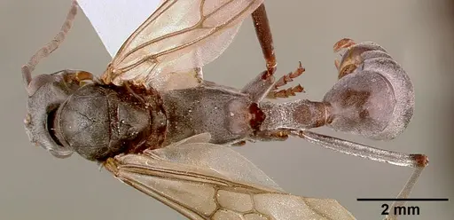 Platythyrea lamellosa specimen SAM-HYM-C001332A image sam-hym-c001332a_1