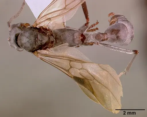 Platythyrea lamellosa specimen SAM-HYM-C001332A image sam-hym-c001332a_2