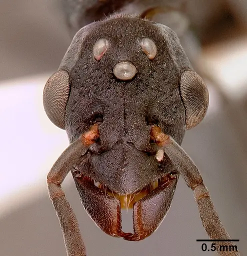 Platythyrea lamellosa specimen SAM-HYM-C001332A image sam-hym-c001332a_3